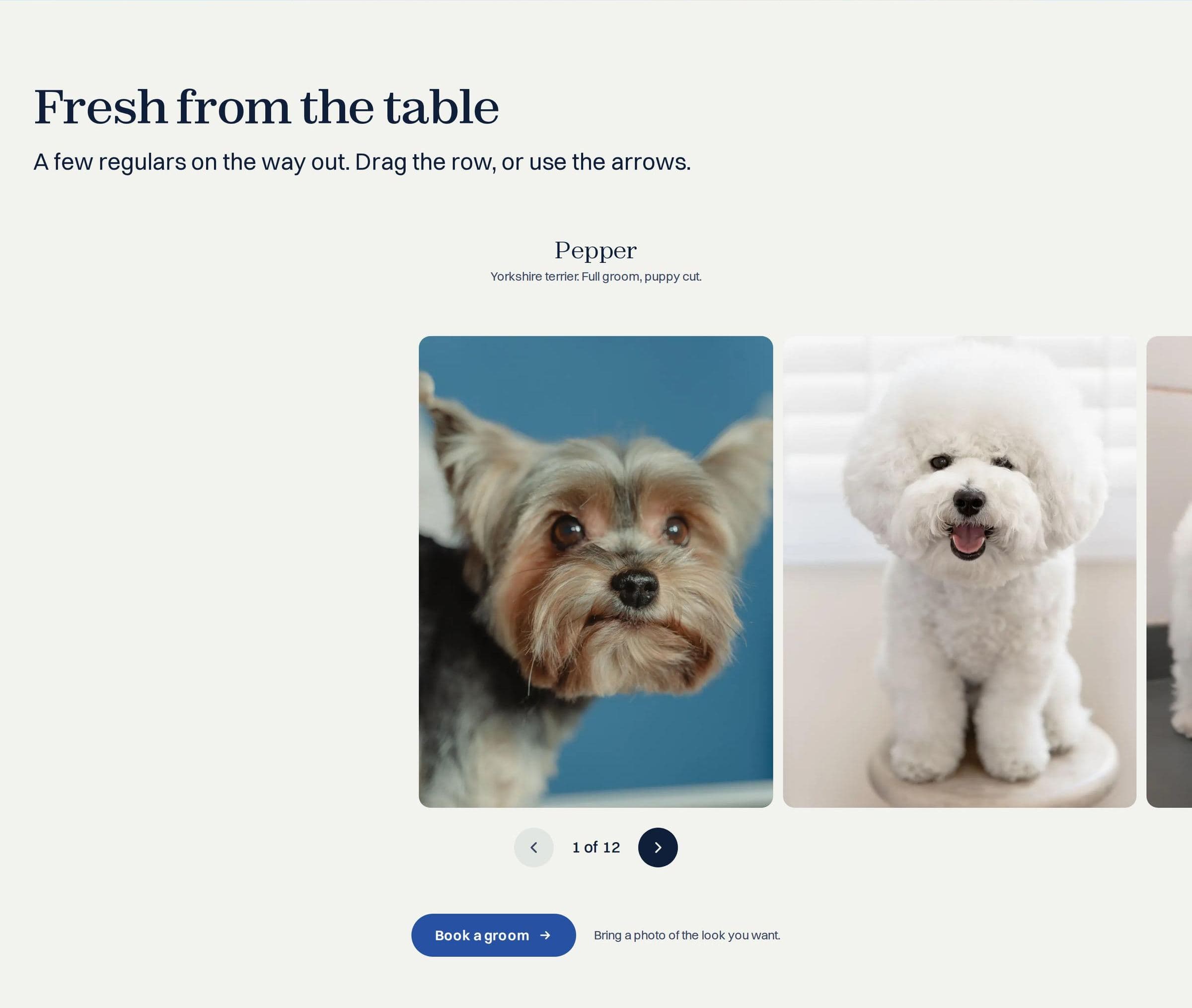 Mossie & Co.'s gallery of groomed dogs with a caption and arrow controls